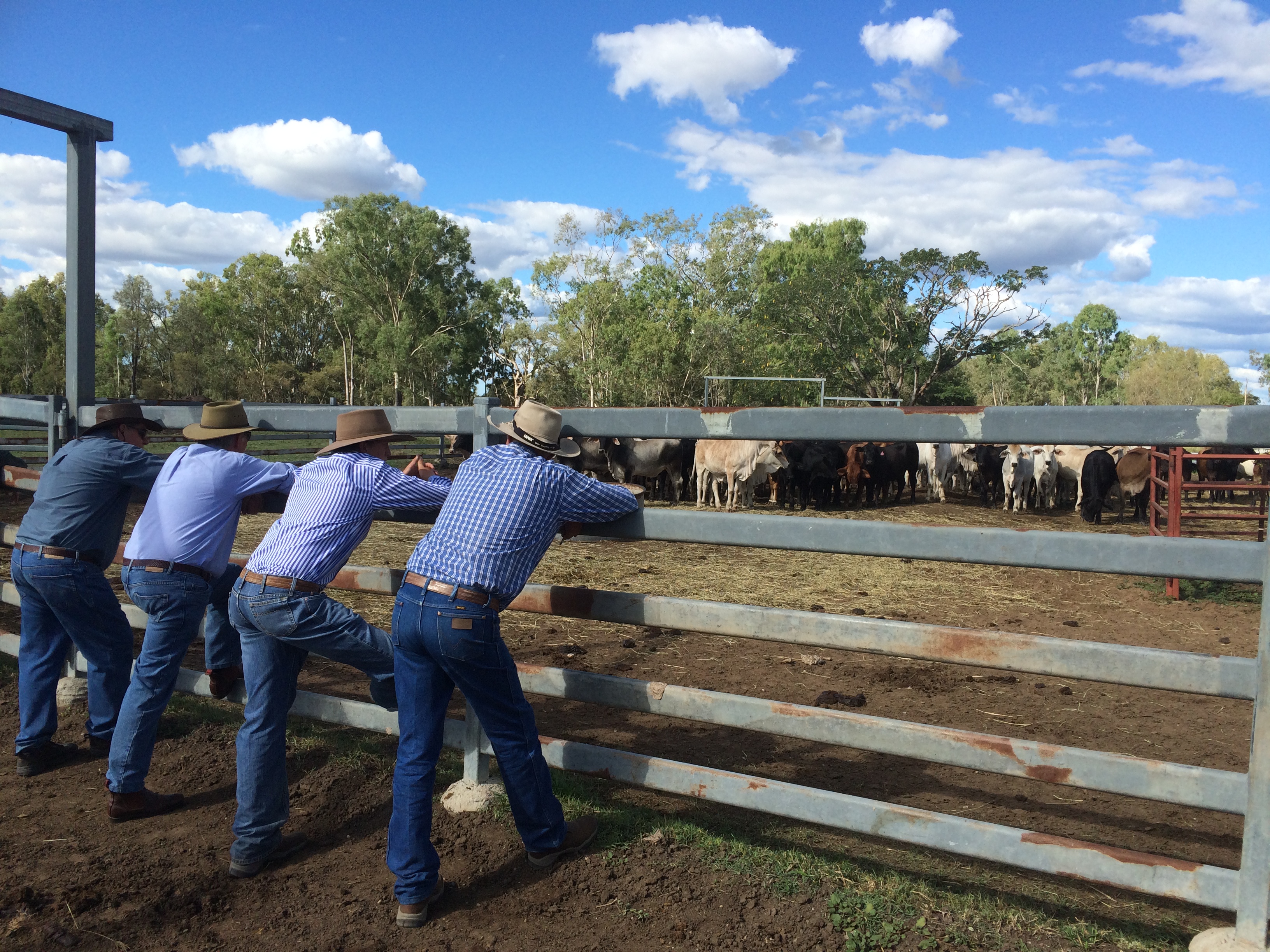 aussie cowboys aussie cowboys