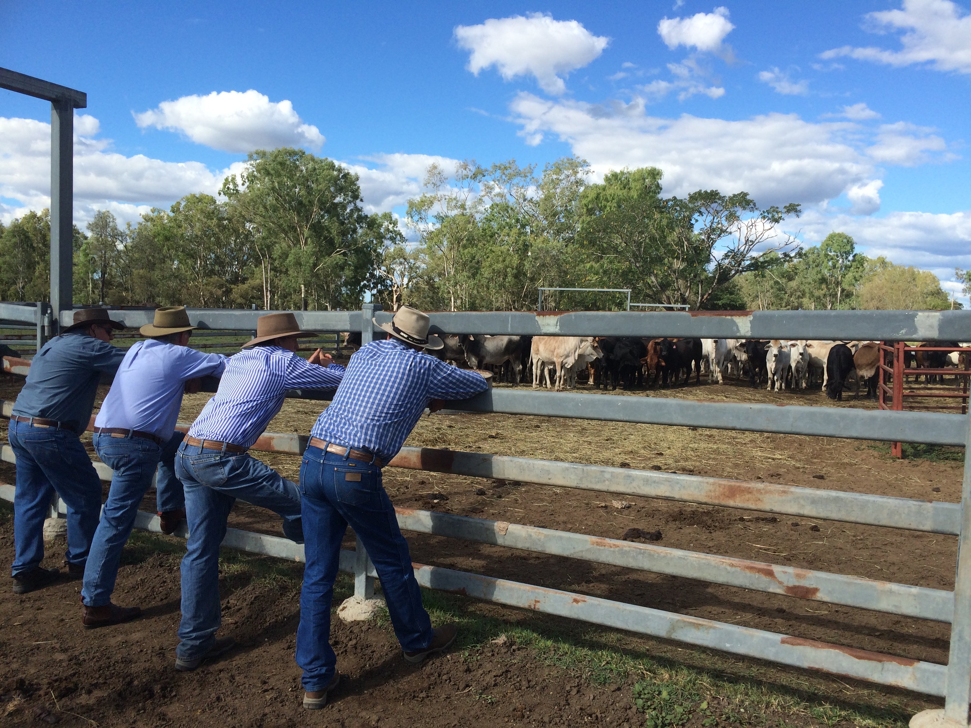 aussie cowboys aussie cowboys