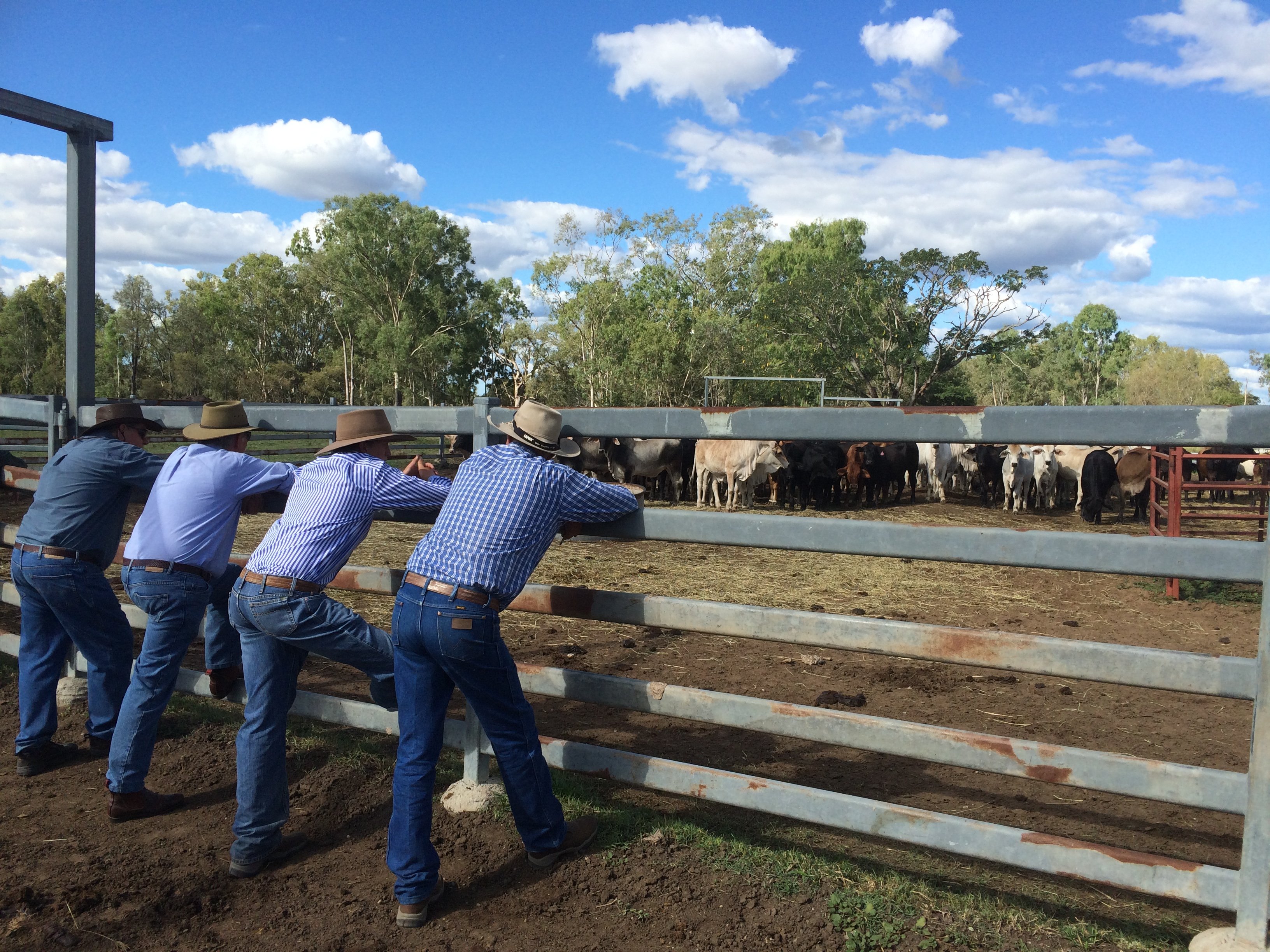 aussie cowboys